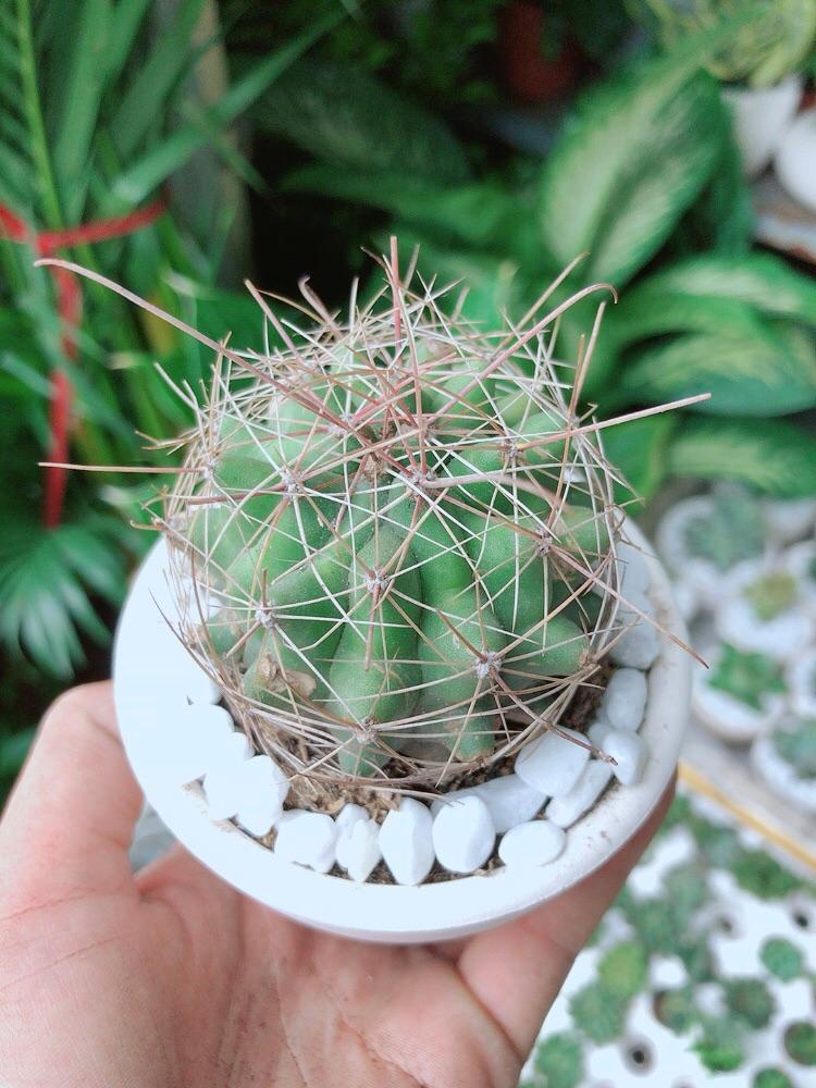 Chậu Cây Xương Rồng