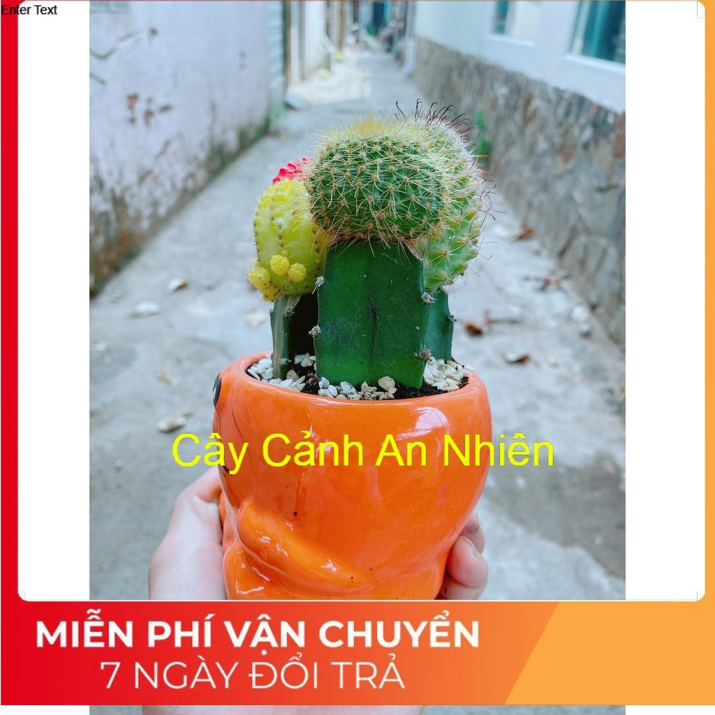 Chậu xương rồng tiểu cảnh