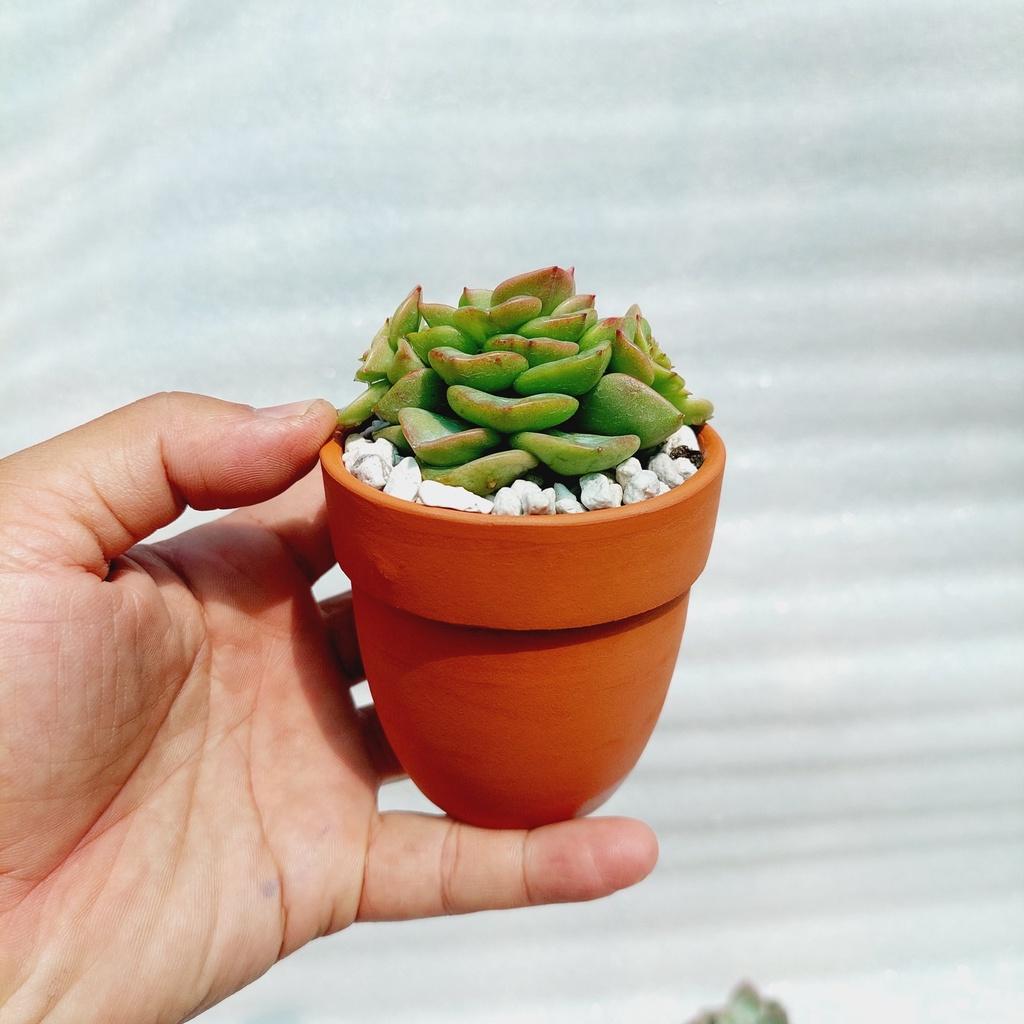 Chậu đất nung Bình Dương - Chậu ly có gờ bo đích, miệng chậu 7cm, chiều cao 7cm