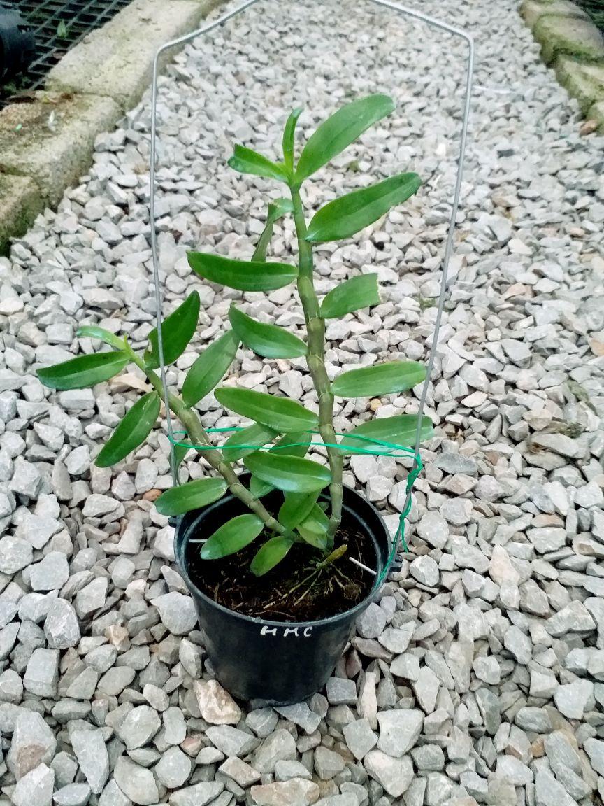 CHẬU HOA LAN PHI ĐIỆP HỒNG MINH CHÂU CÂY GIỐNG CẤY MÔ SIÊU ĐẸP cam kết chất lượng UY TÍN CHẤT LƯỢNG