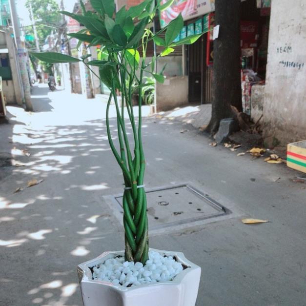 Cây kim ngân bím 5 thân mini