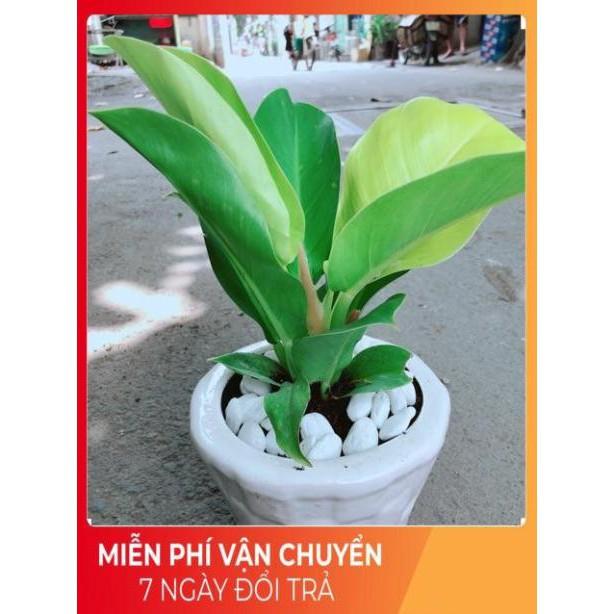 Chậu Trầu Bà Đế Vương