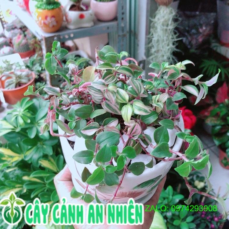 Chậu Cây Thằn Lằn Thái