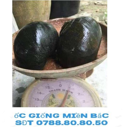 trứng ốc thái 5 ổ giống ốc thái lan siêu khủng 3- 5 con 1kg