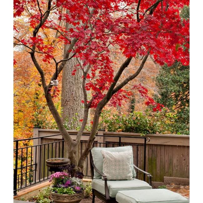 Combo 2 gói Hạt giống cây Phong Lá Đỏ Nhật Bản-gói 10 hạt/tặng kèm gói phân bón lót