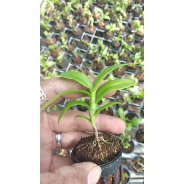 Sản Phẩm Hoa lan Giả Hạc 5ct Mắt Nai