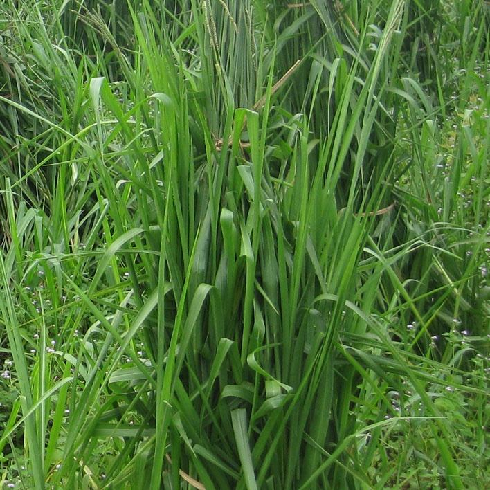 Hạt Giống Cỏ Chăn Nuôi Chịu Ngập Ubon Paspalum KNS3736 - Gói 50 GRAM