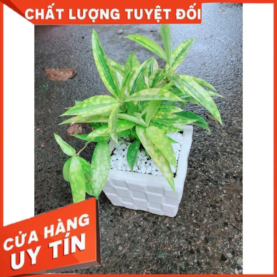 Chậu Trúc Nữ Hoàng Nhiều Người Mua