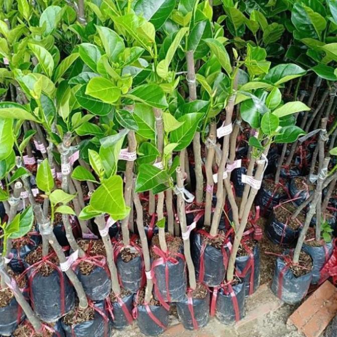 Giống mít ruột đỏ, mít thái ruột đỏ cây giống chuẩn f1
