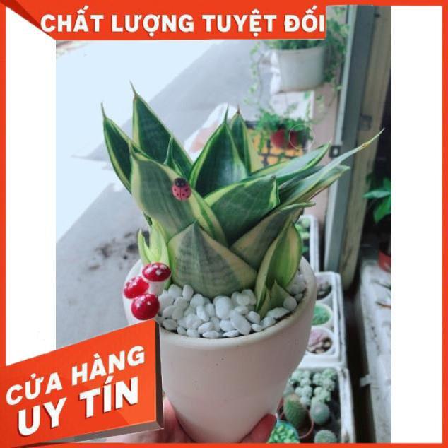 Chậu lưỡi hổ thái vàng hay lưỡi mèo