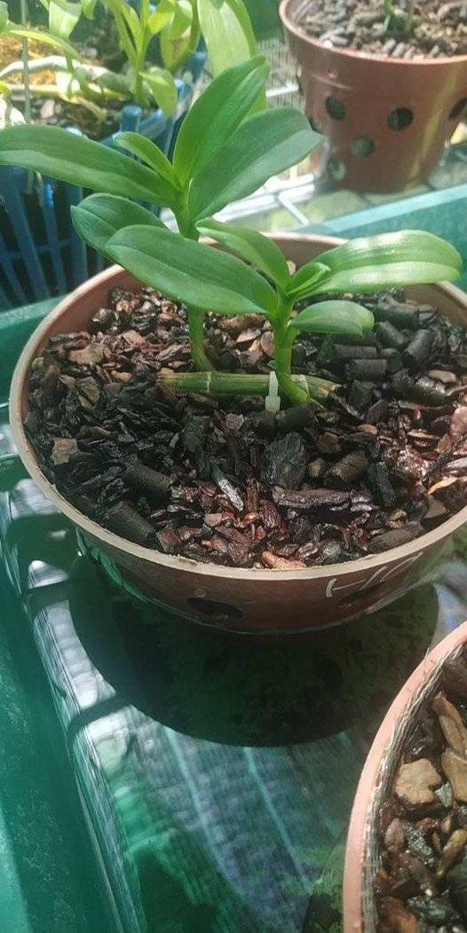 Hoa phong lan giã hạc- 5CT mắt mờ hải dương