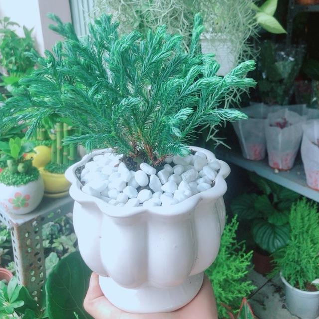 Chậu Cây Tuyết Tùng