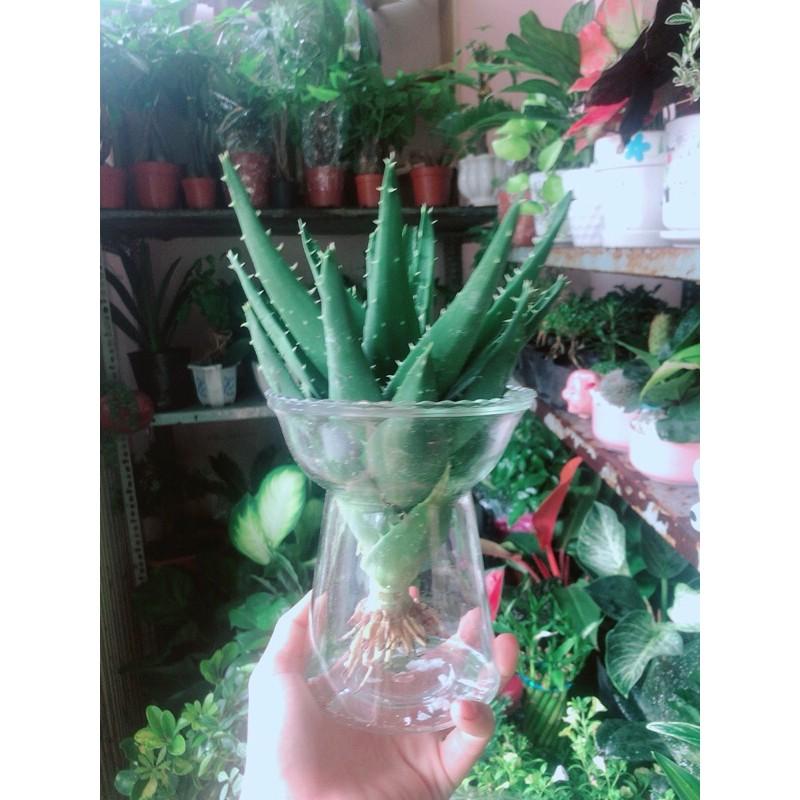 Nha Đam Kèm Chậu Thuỷ Tinh
