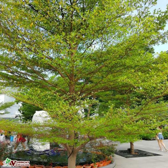 COMBO 10 CÂY GIỐNG BÀNG ĐÀI LOAN, CAM KẾT CHUẨN GIỐNG F1