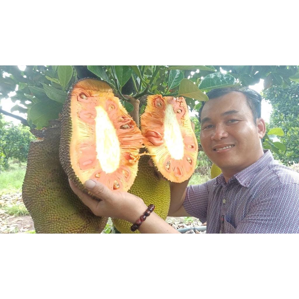 Cây giống mít ruột đỏ sơ vàng indonesia lá bầu