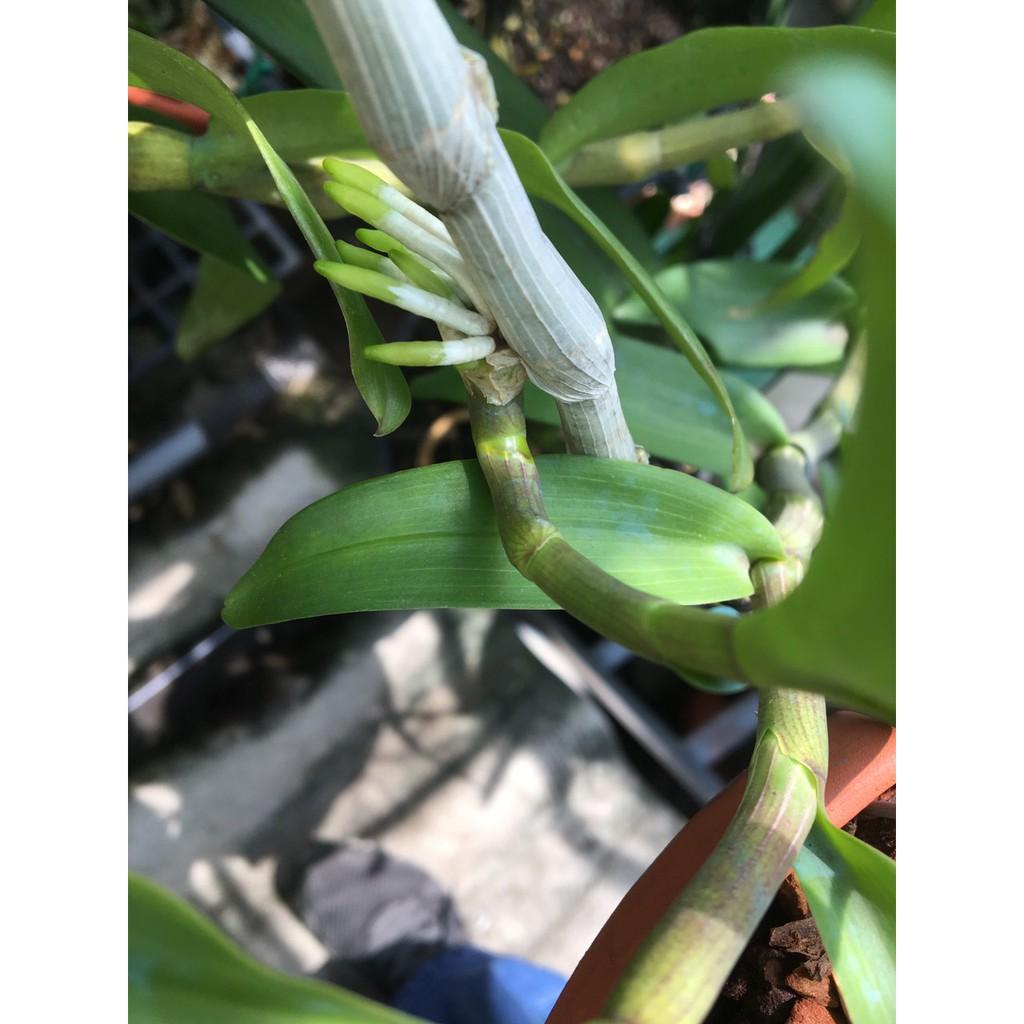 Kei giống lan giả hạc cao 1-3 cm