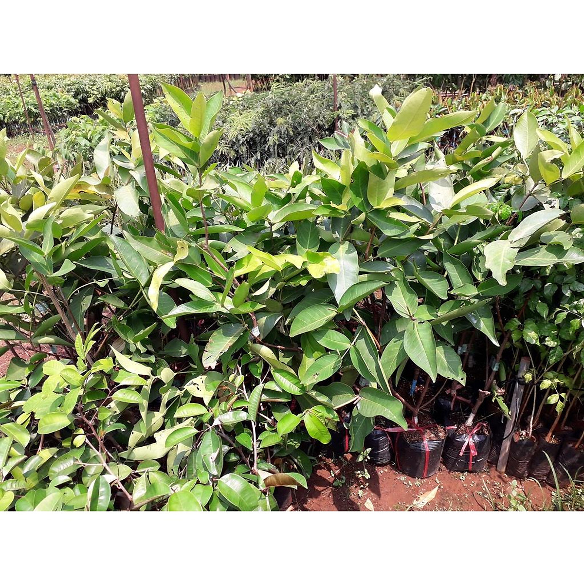 CÂY GIỐNG MẬN XANH ĐƯỜNG