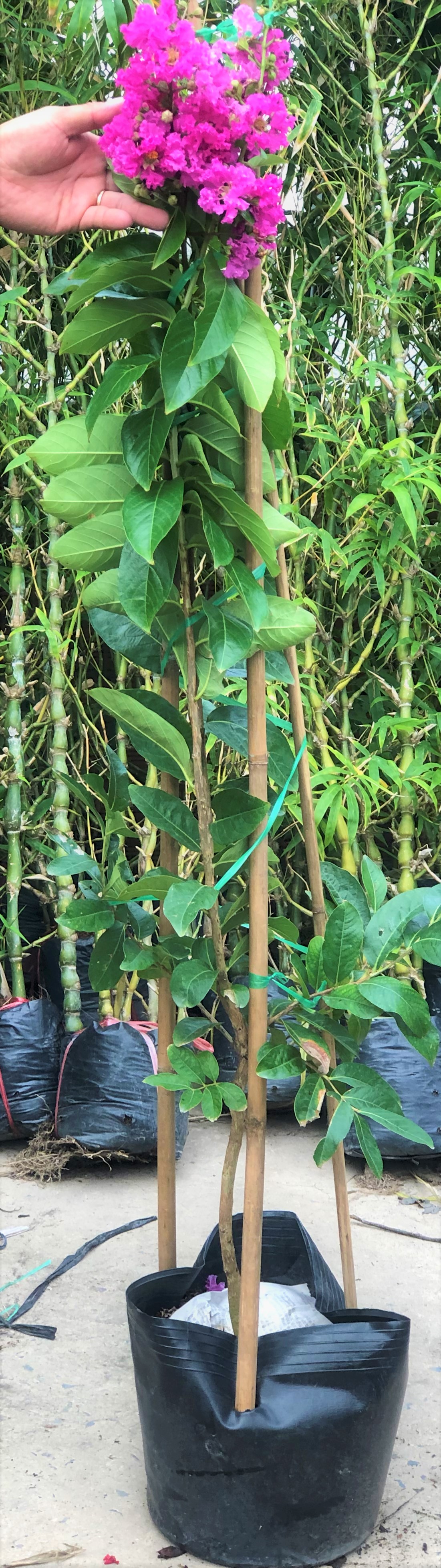 Chậu cây bằng lăng Thái coa 120 - 150 cm trồng nơi có nhiều nắng