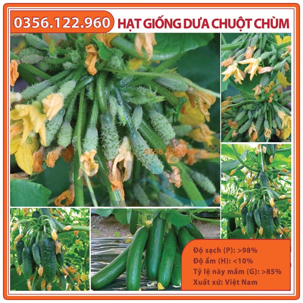 Set 5 gói Hạt giống dưa leo chùm, dưa leo bao tử F1, dưa chuột chùm