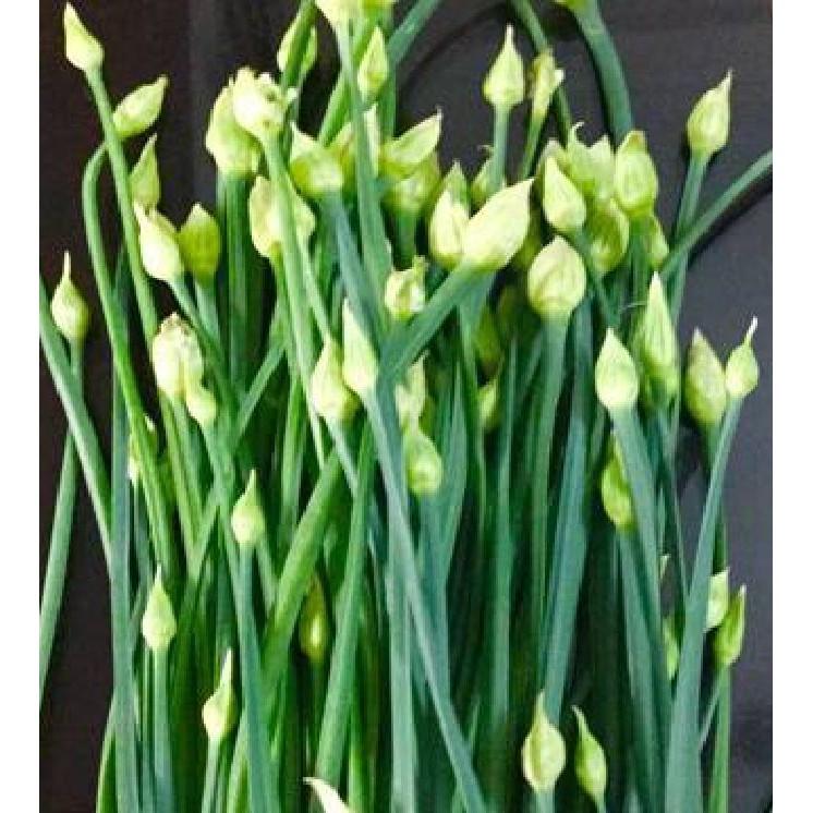 Hạt giống rau gia vị hẹ ta - 1 gói 5gr