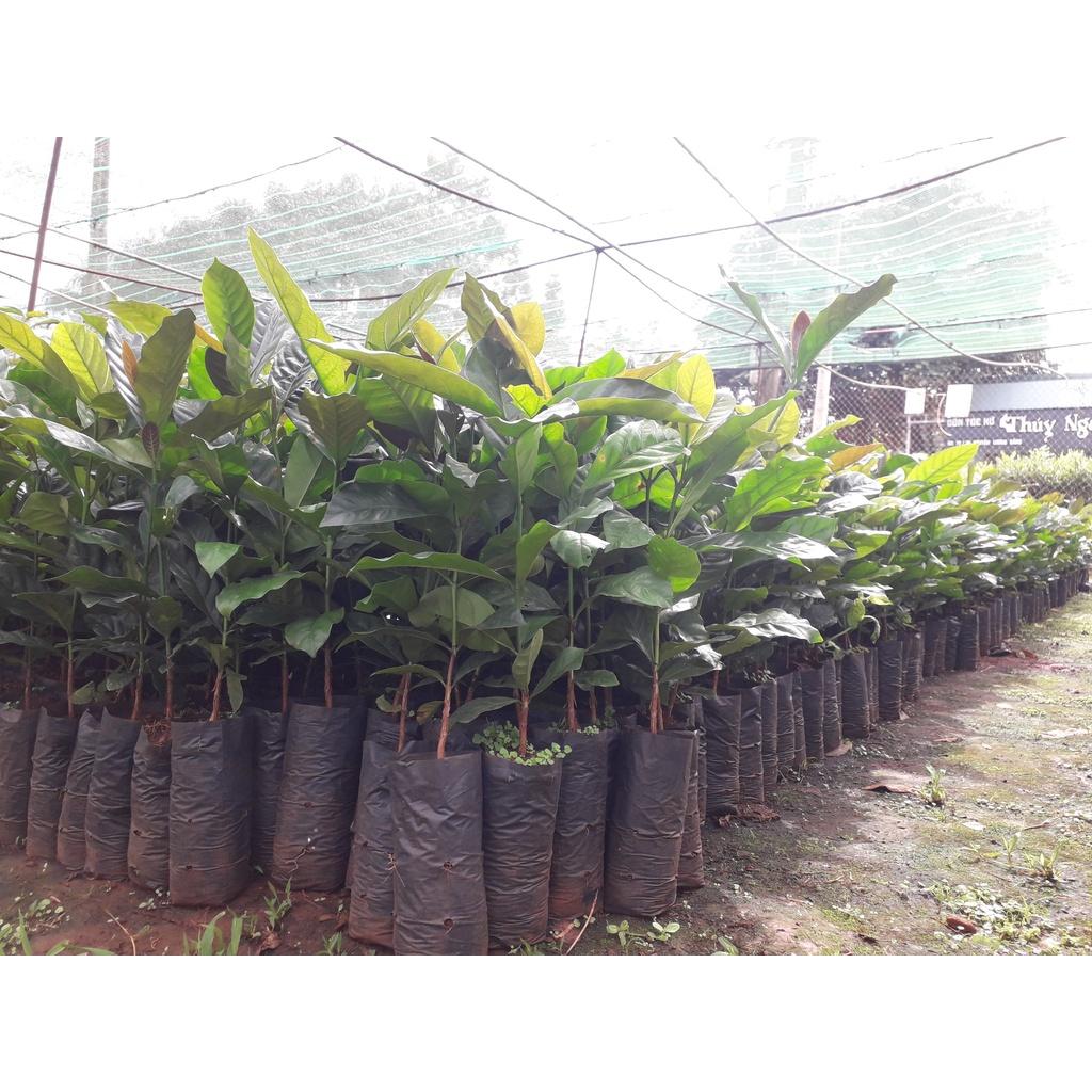 Cây giống Cà Phê Xanh Lùn ..