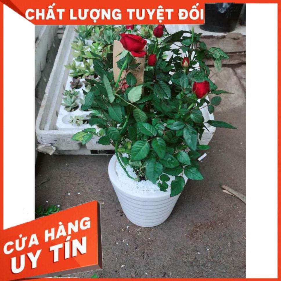 Chậu cây hoa hồng Nhiều Người Mua