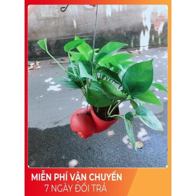 Chậu Trầu Bà Thái