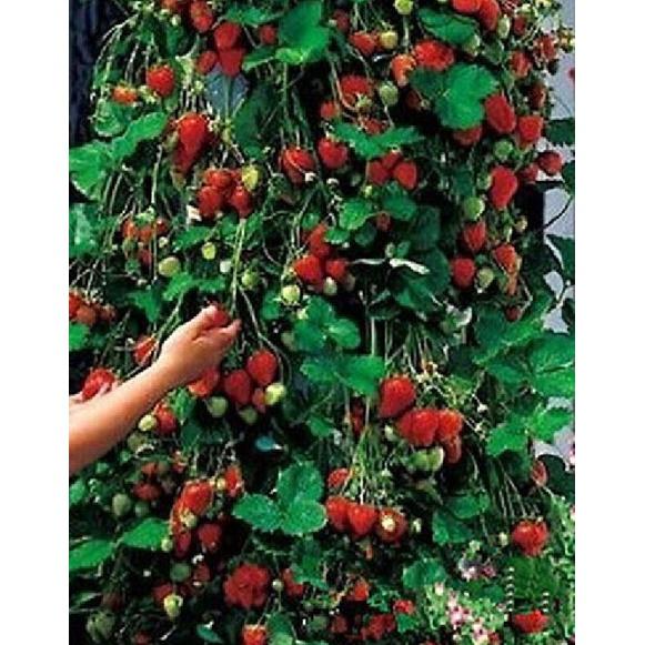 Hạt giống dâu tây đỏ leo giàn CT293 - Gói 50 hạt