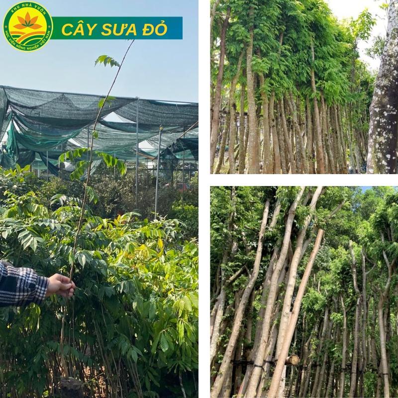 Cây Sưa Đỏ giống cây lấy gỗ mang lại giá trị kinh tế cao