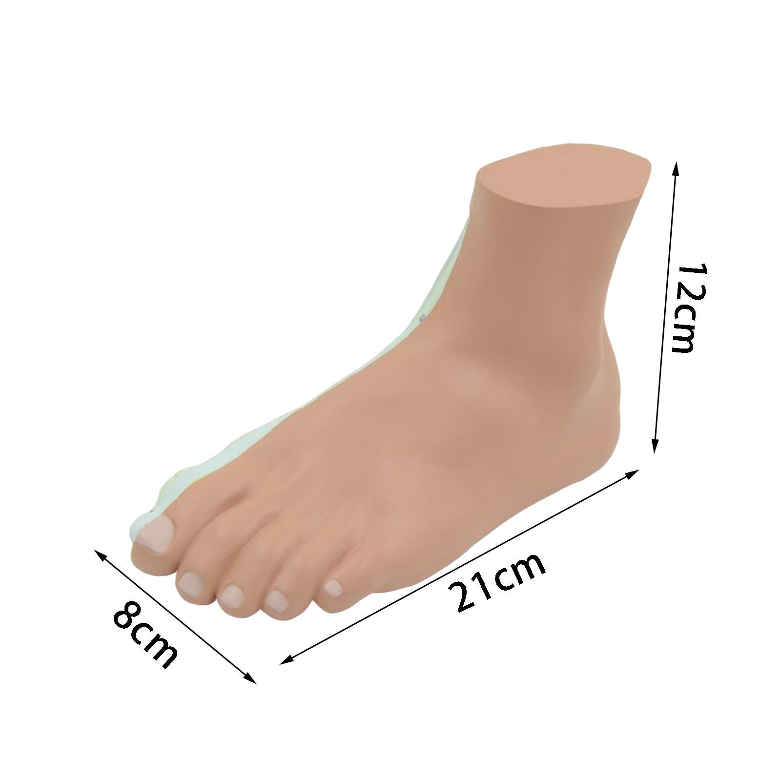 Human Foot Model Anatomy Learning Anatomical Models for Teaching Aid