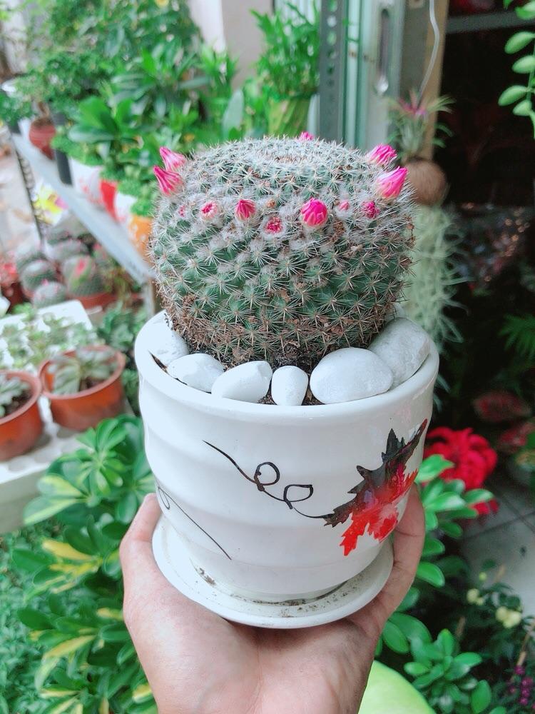 Chậu Xương Rồng Nở Hoa