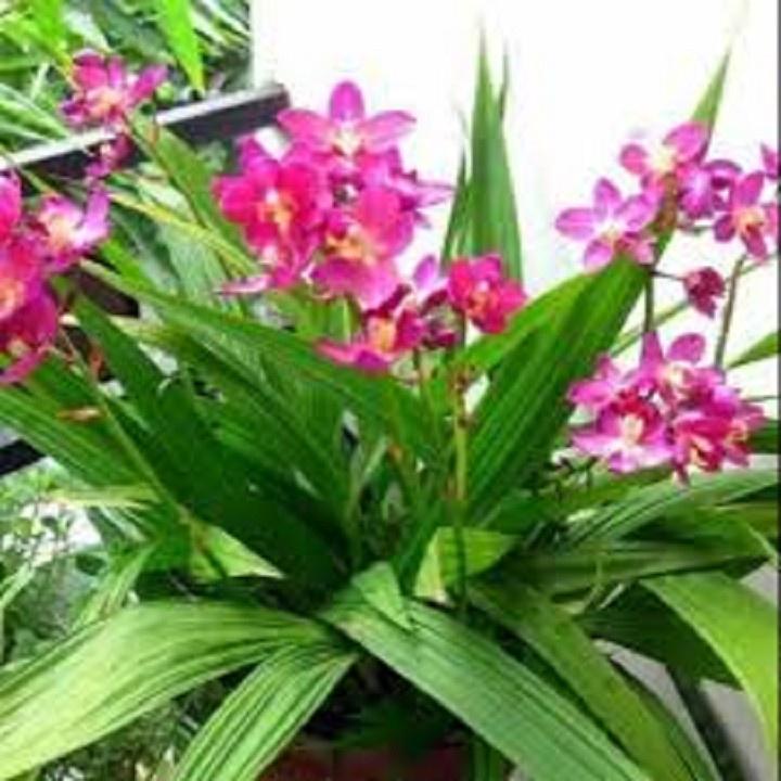 CHẬU GIỐNG HOA ĐỊA LAN CHU ĐỈNH MÀU HỒNG SONG HỶ