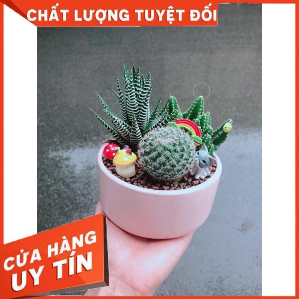 Chậu xương rồng tiểu cảnh Nhiều Người Mua