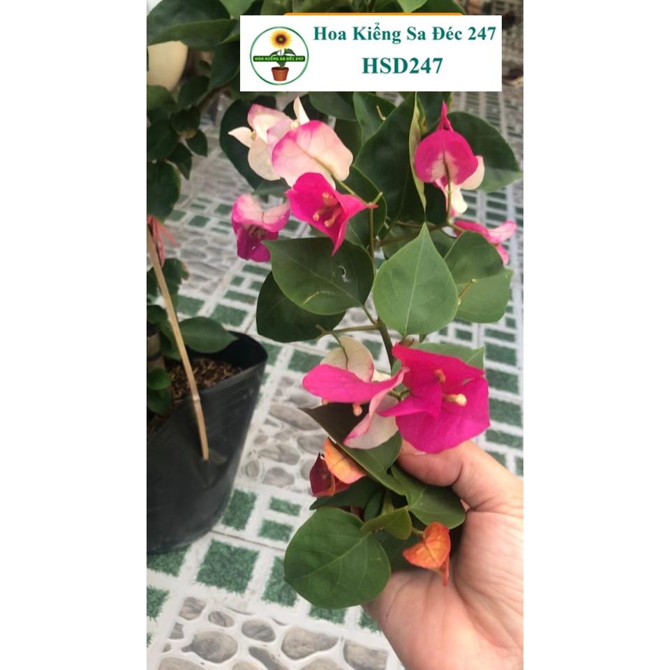 Giấy Ấn Độ - tặng phân bón-hoa kiểng lá-trang trí nội thất cảnh quan