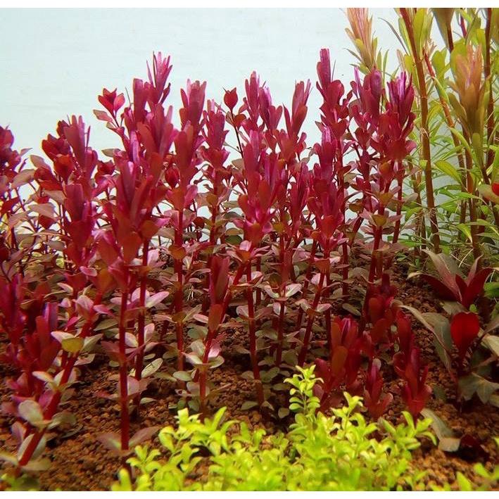 Cây Cắt Cắm Vảy Ốc Siêu Đỏ 15-20 ngon - Rotala Colorala- CÂY THỦY SINH LÁ CẠN