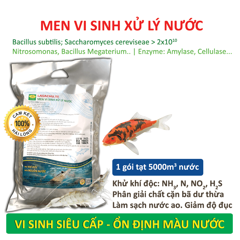Combo 3 gói Men vi sinh xử lý nước ao hồ Cá Tôm - LASACHU. Làm trong nước, sạch nhớt đáy. Khử mùi hôi, chặn khí độc (NH3, N, NO2, H2S). Ức chế vi khuẩn gây hại. HSD: 2 năm