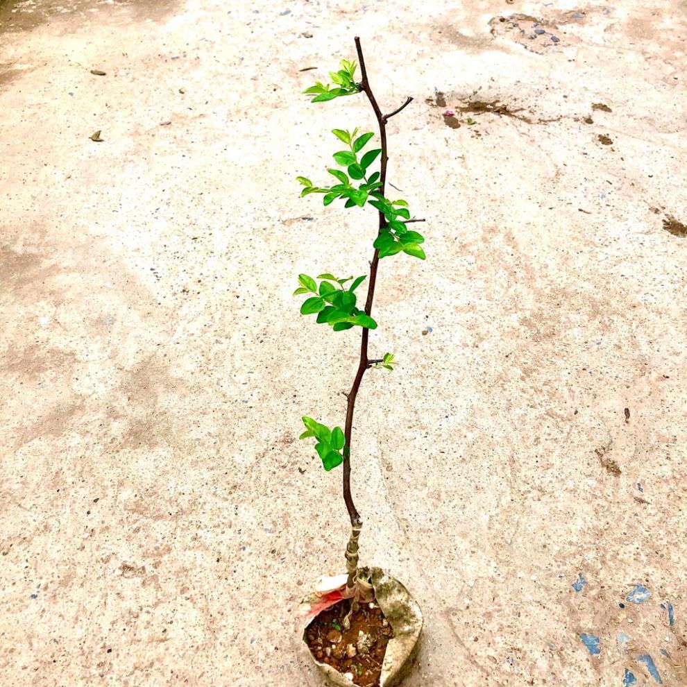 Cây táo đỏ tân cương - Hồng táo - táo tàu cao 60 cm Ra trái sau 3 tháng