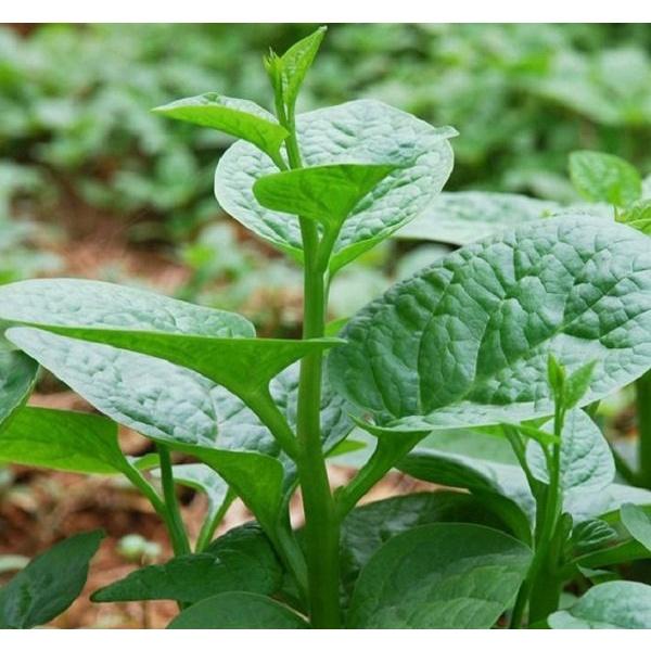 Hạt giống Mồng Tơi 20g. Rất dễ chăm sóc