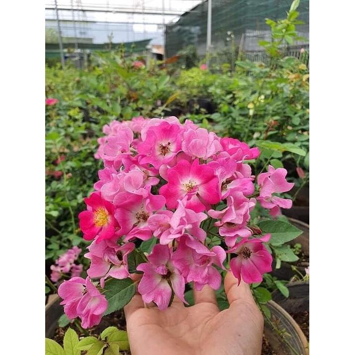 Hoa hồng ngoại Sanjith cánh đơn - cây giống rễ trần