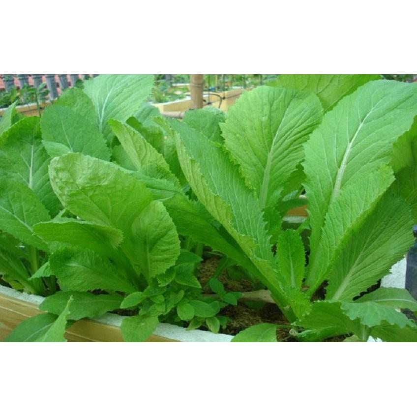 Hạt Giống Rau Cải Bẹ Xanh Loại Siêu Dễ Trồng & Dễ Thu Hoạch Tặng kèm Hướng Dẫn Trồng