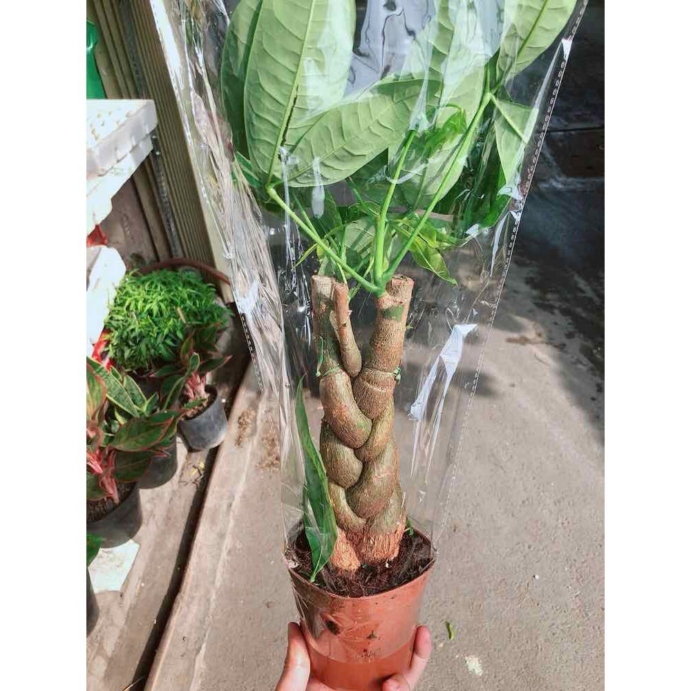 Chậu kim ngân thắt bím 3 thân Bán Chạy
