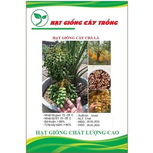Hạt giống chà là Trung Đông CT237 - Gói 5 hạt