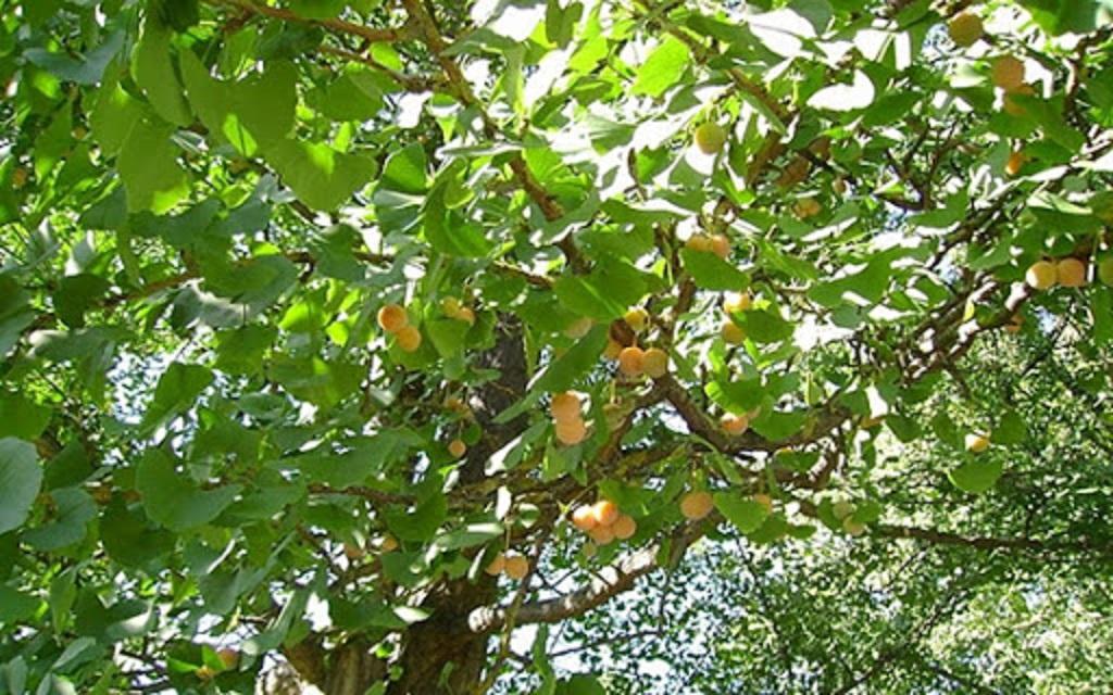 Cây chay, giống cây chay