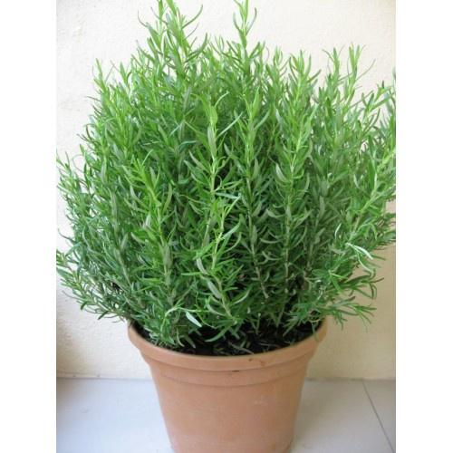 Gói 20 Hạt giống hương thảo chất lượng cao, nảy mầm tốt - Anh nông dân chính hiệu