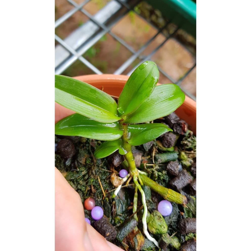 Sản Phẩm Hoa lan phi điệp Mít phân nhánh Chùa Hương