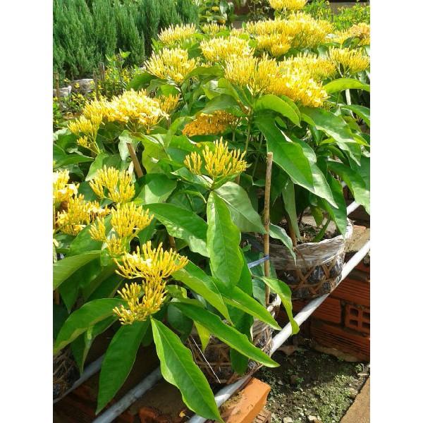 HOA MẪU ĐƠN MÀU VÀNG, HOA ĐẸP, cây lớn, hàng đang nụ hoặc sắp nụ