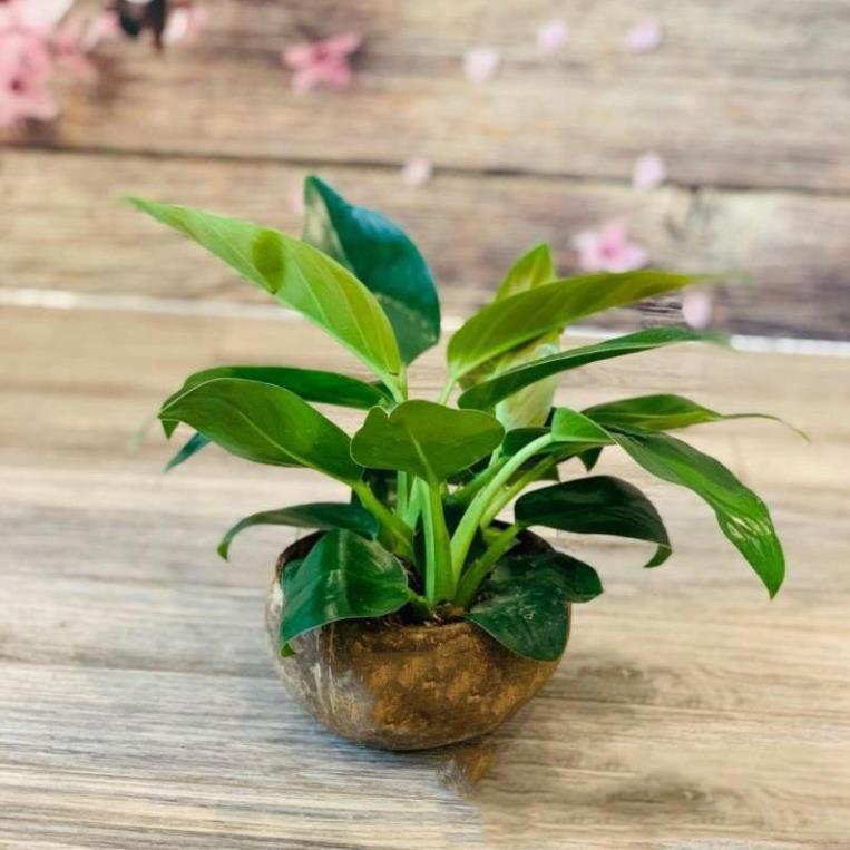 CHẬU CÂY TRẦU BÀ LÁ XANH, CÂY PHONG THỦY MANG TÀI LỘC CHO GIA CHỦ