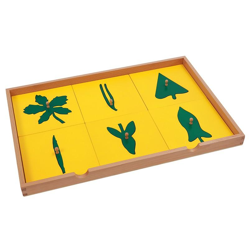 Tủ đựng mẫu lá cây - Botany Leaf Cabinet