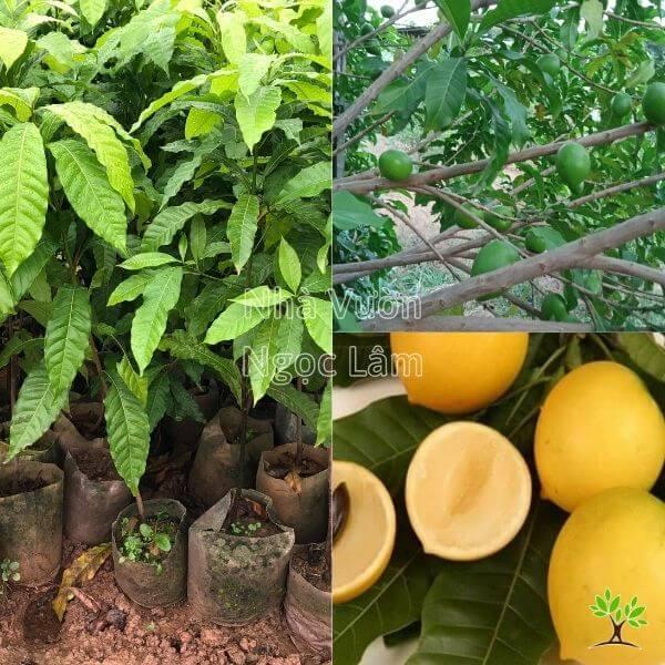 Cây vú sữa hoàng kim