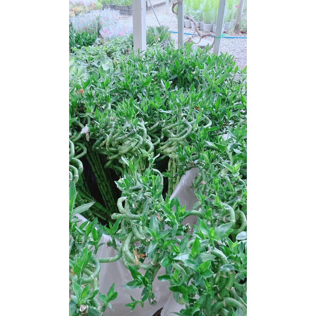 Bó Trúc Phát Tài Xoắn Cao 80cm